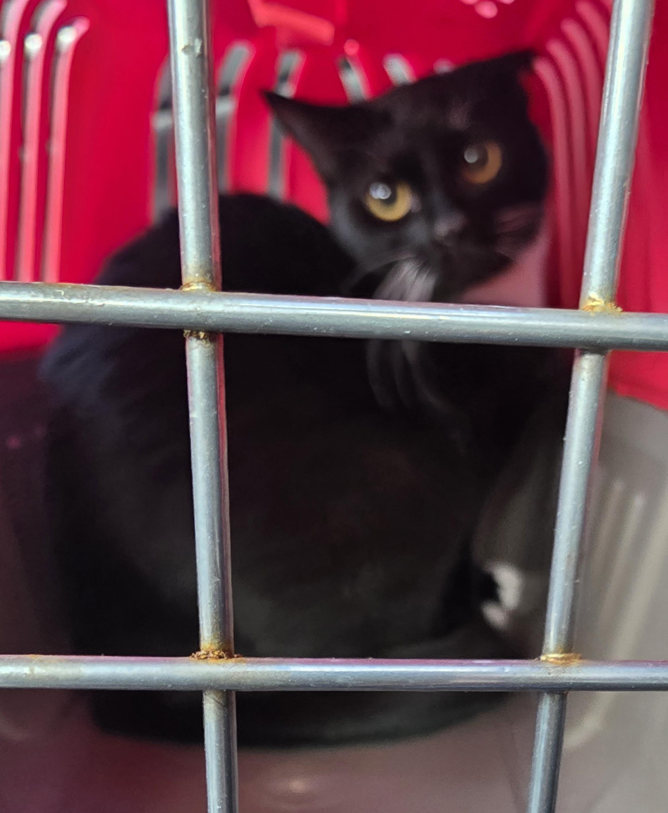 Enlarge HARLEY, a Adoptable Tuxedo in Staten Island, NY image 3/3