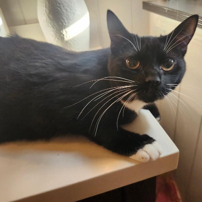 Enlarge HARLEY, a Adoptable Tuxedo in Staten Island, NY image 2/3