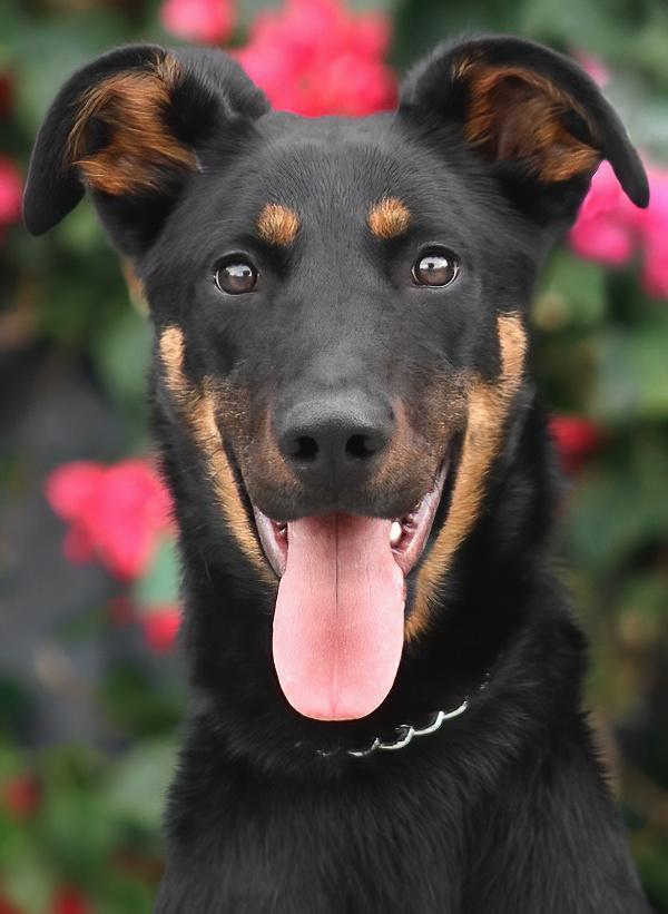 Star von Schwaan photo 1