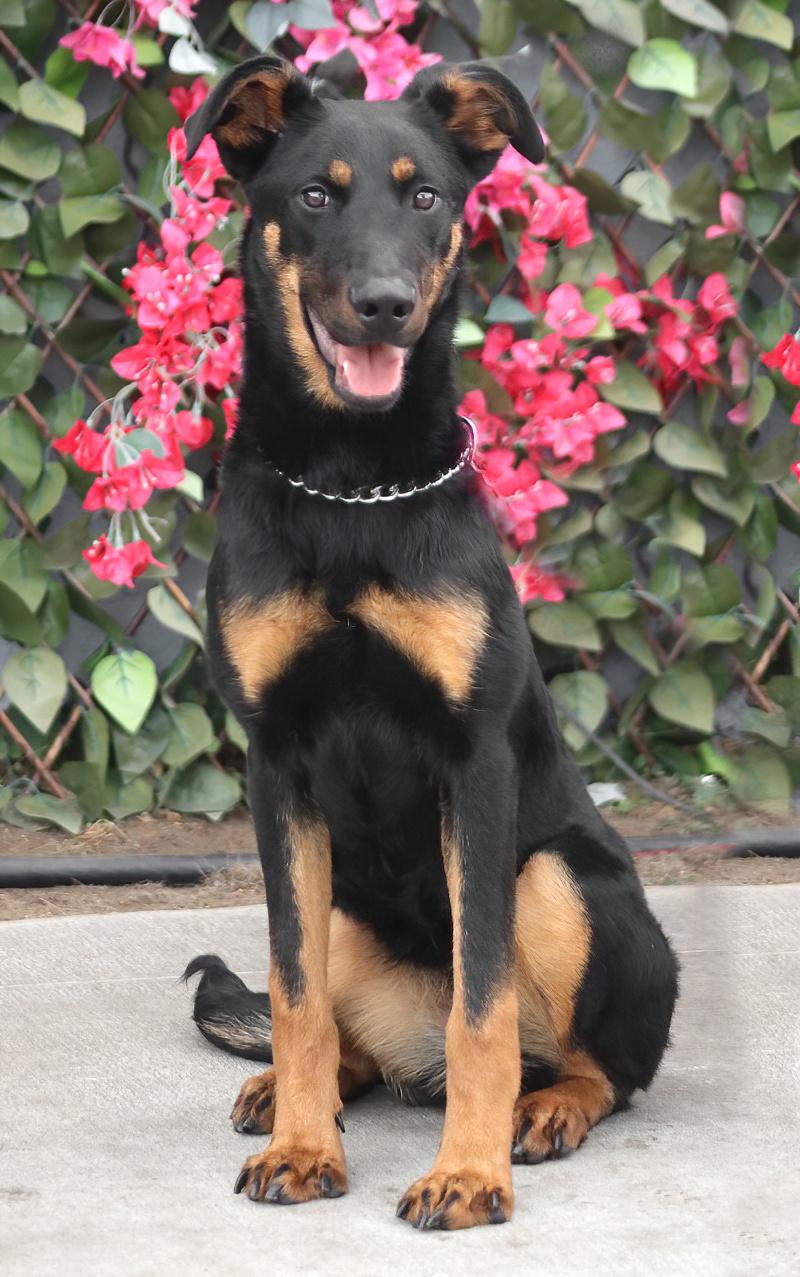 Star von Schwaan photo 4