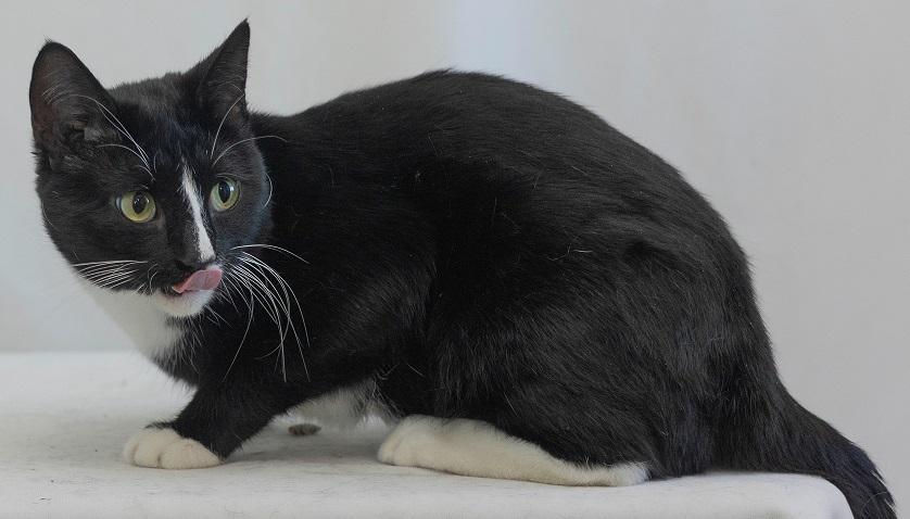 Strype, Adoptable, Adult Male Domestic Short Hair.