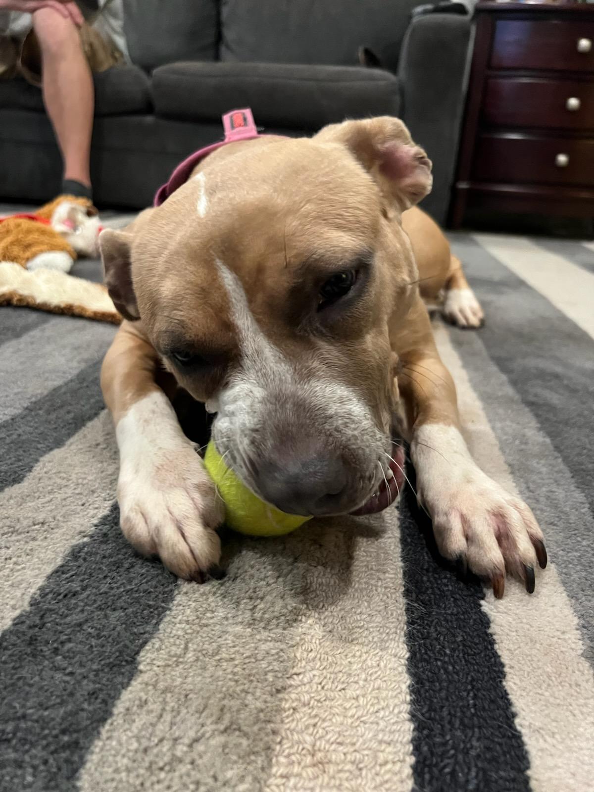 Enlarge Lola, an adopted Mixed Breed in Auburn, GA image 2/4