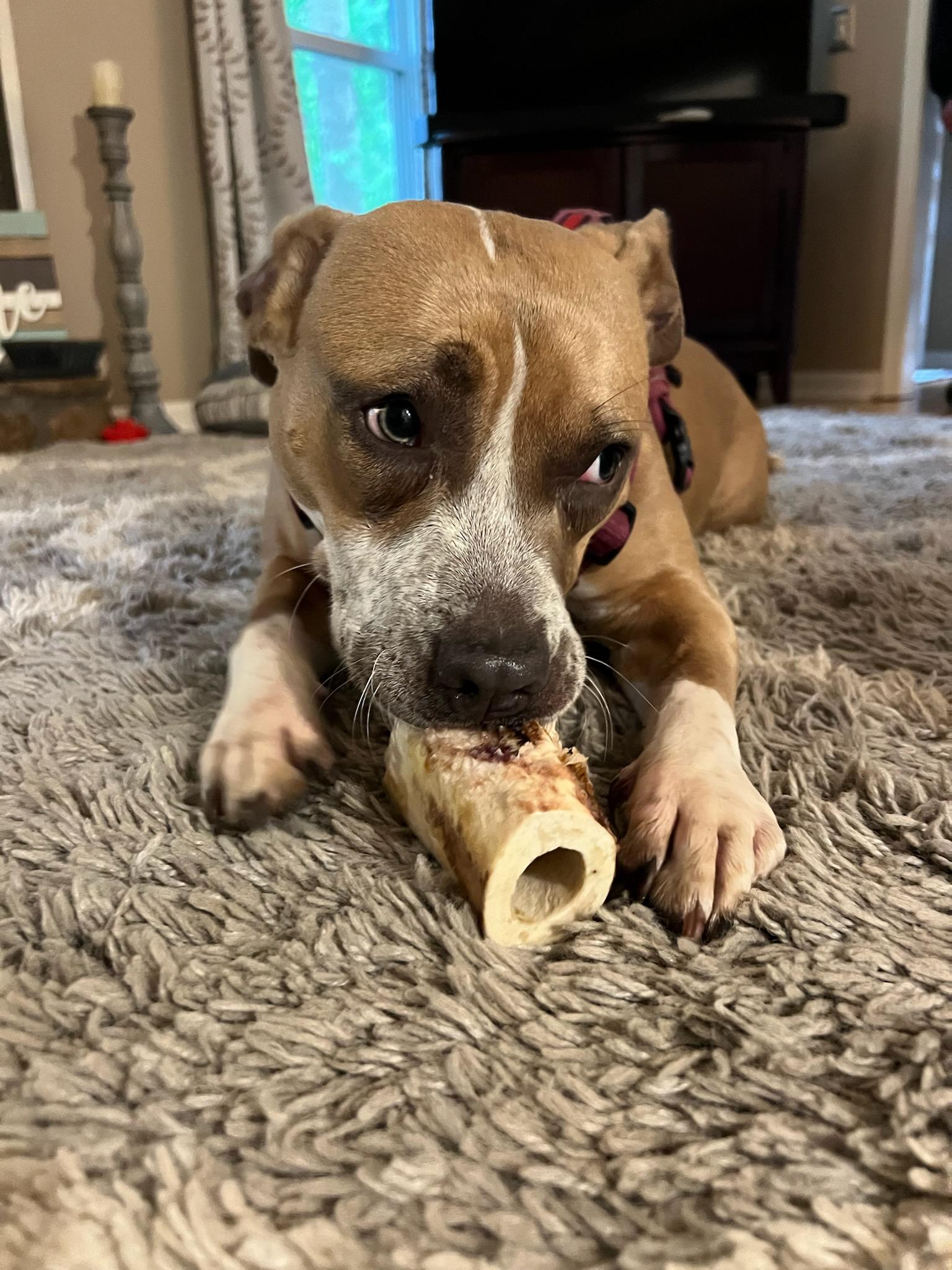Enlarge Lola, an adopted Mixed Breed in Auburn, GA image 1/4