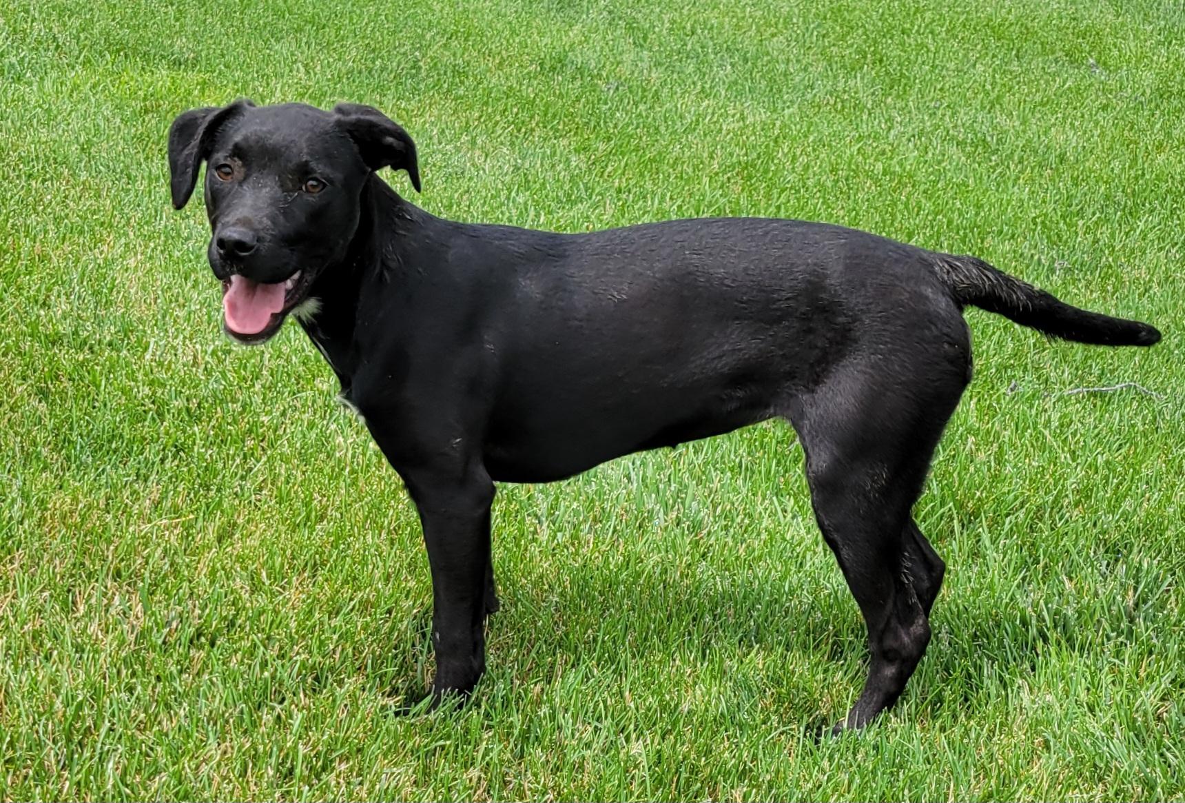 Tasha, a Adoptable mixed breed in Elwood, NJ image 3/6