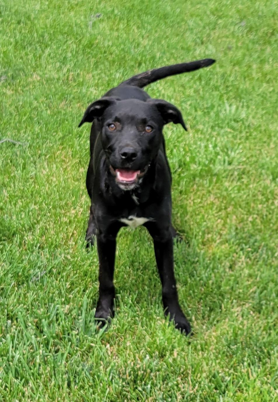 Tasha, Adoptable, Puppy Female Labrador Retriever.