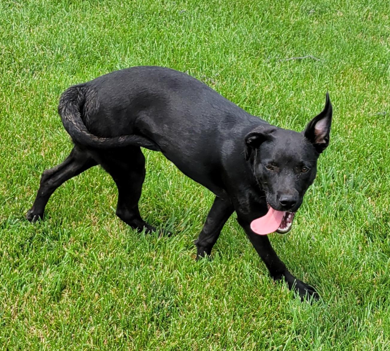 Tasha, a Adoptable mixed breed in Elwood, NJ image 4/6