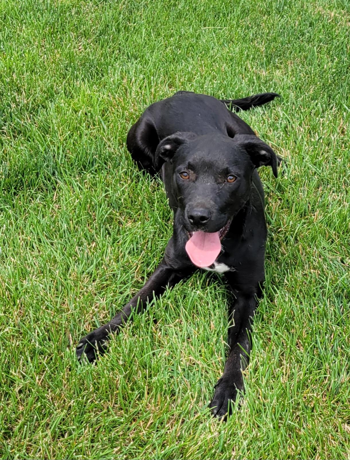 Tasha, a Adoptable mixed breed in Elwood, NJ image 2/6