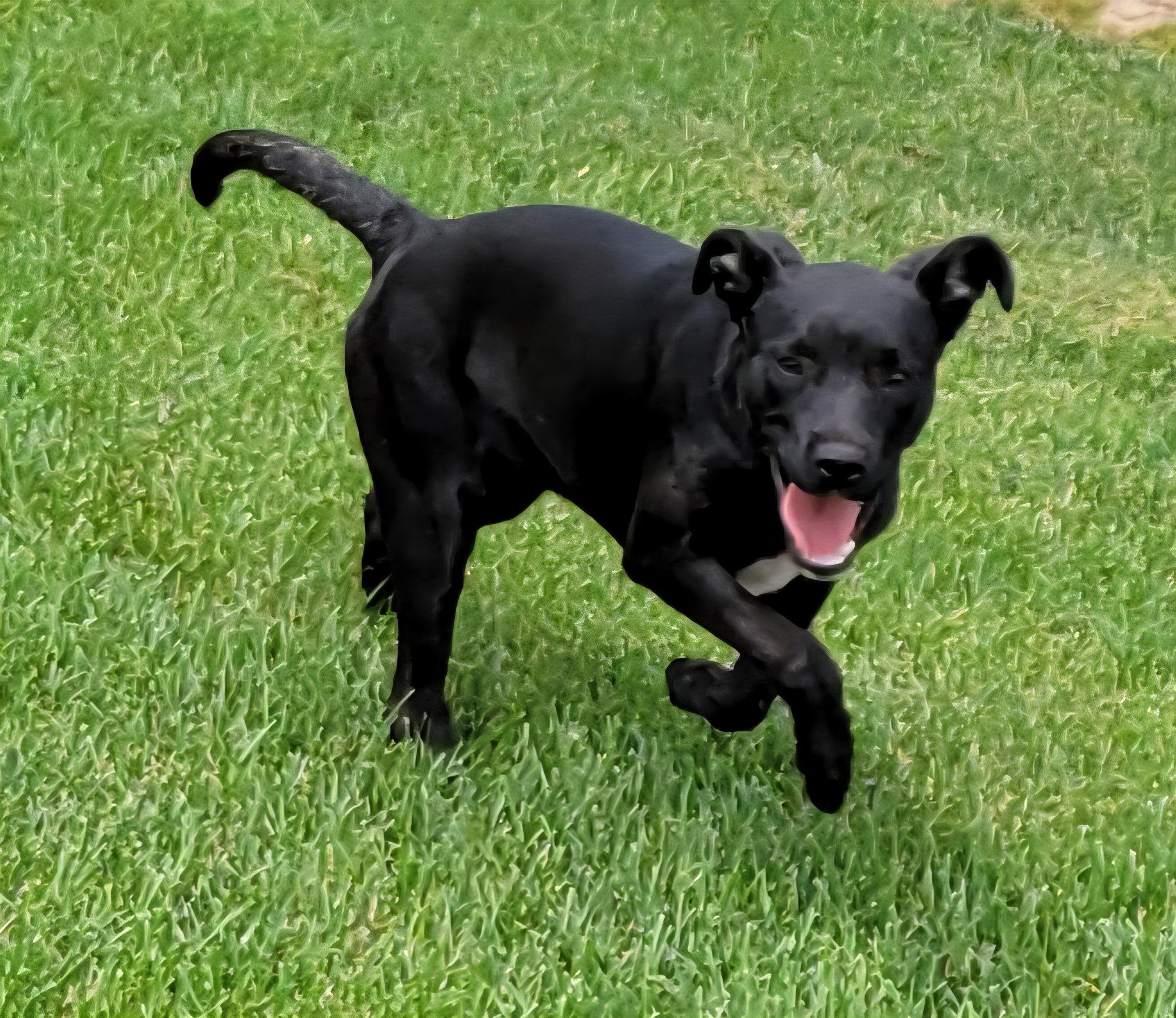 Tasha, a Adoptable mixed breed in Elwood, NJ image 6/6