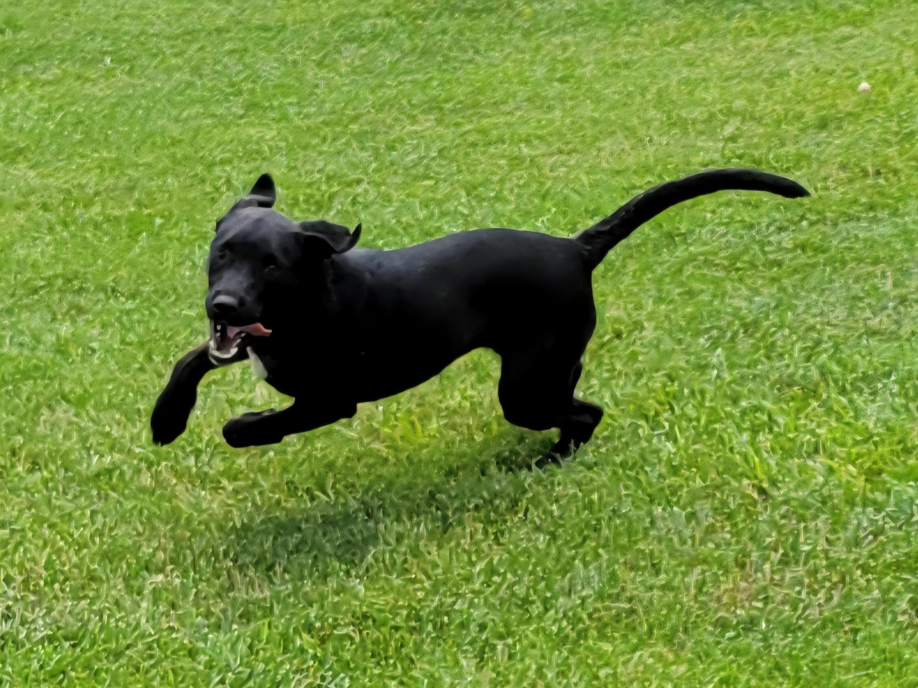 Tasha, a Adoptable mixed breed in Elwood, NJ image 5/6