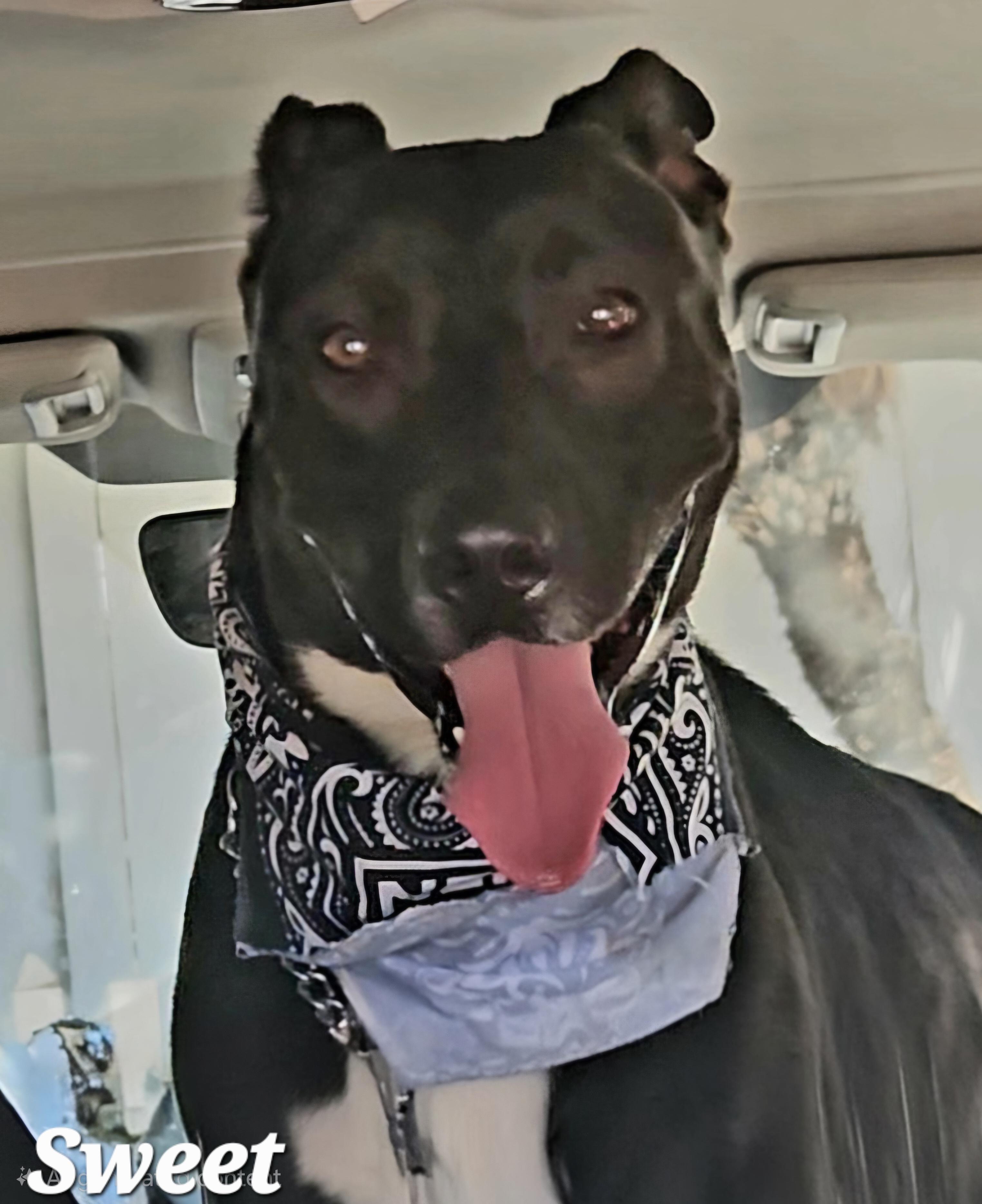 Benz , Adoptable, Young Male Black Labrador Retriever & American Staffordshire Terrier.