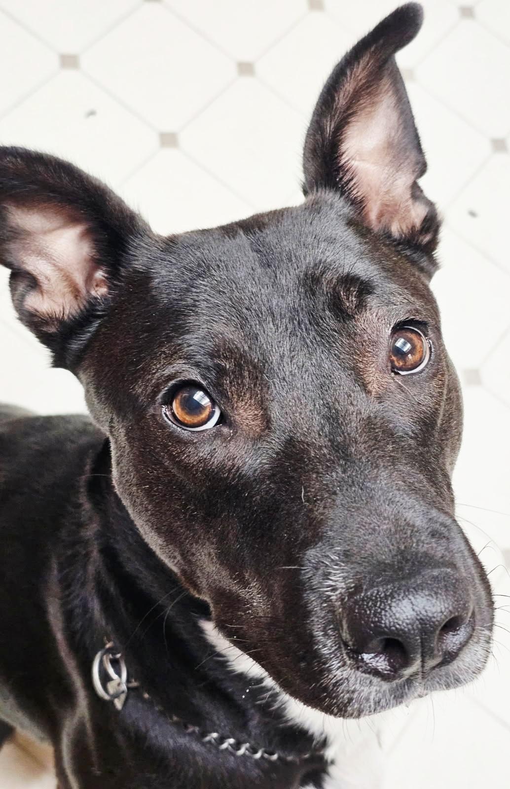 Oz lab amstaff, Adoptable, Young Male Black Labrador Retriever & American Staffordshire Terrier.