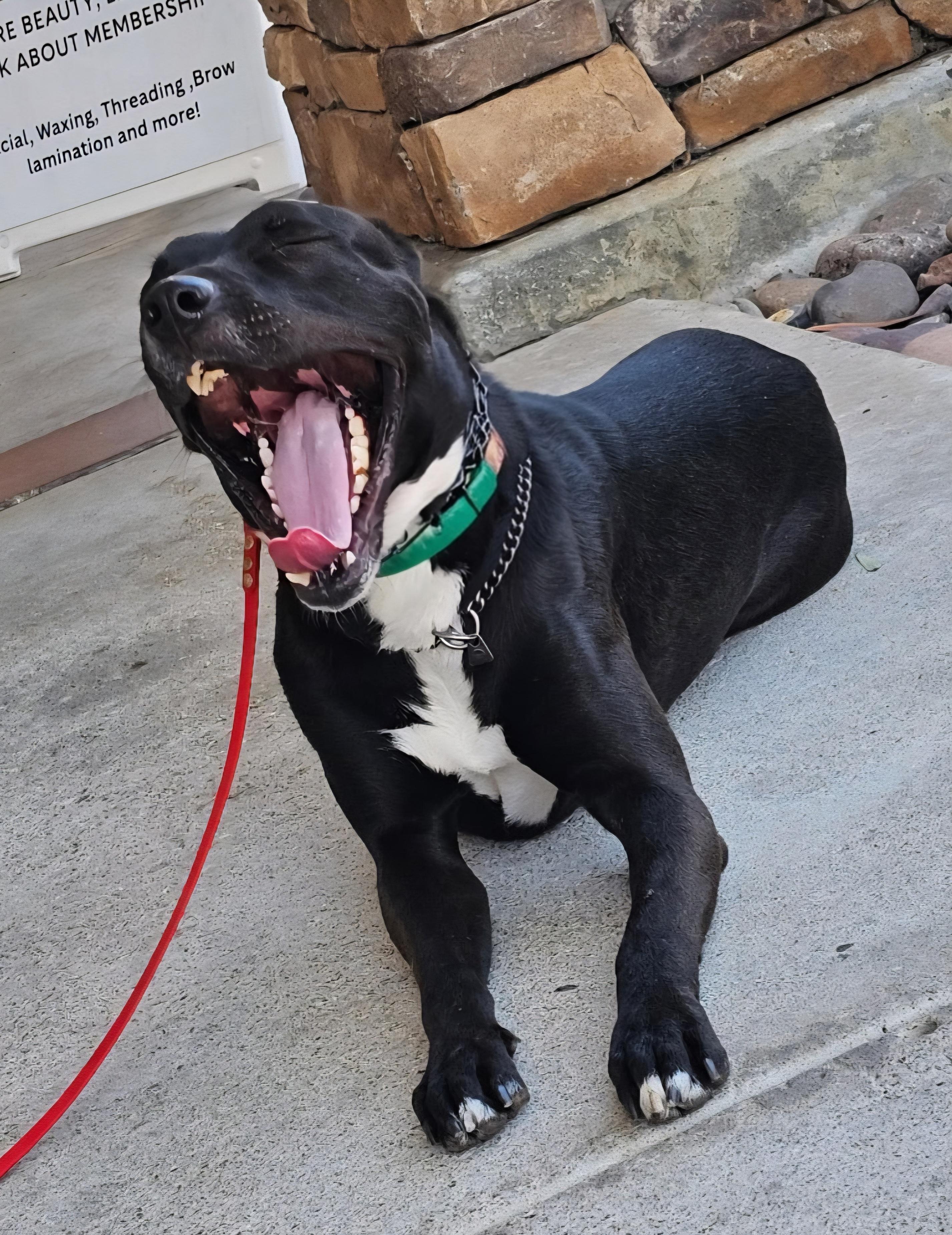 Enlarge Oz lab amstaff, a Adoptable mixed breed in San Diego, CA image 3/4