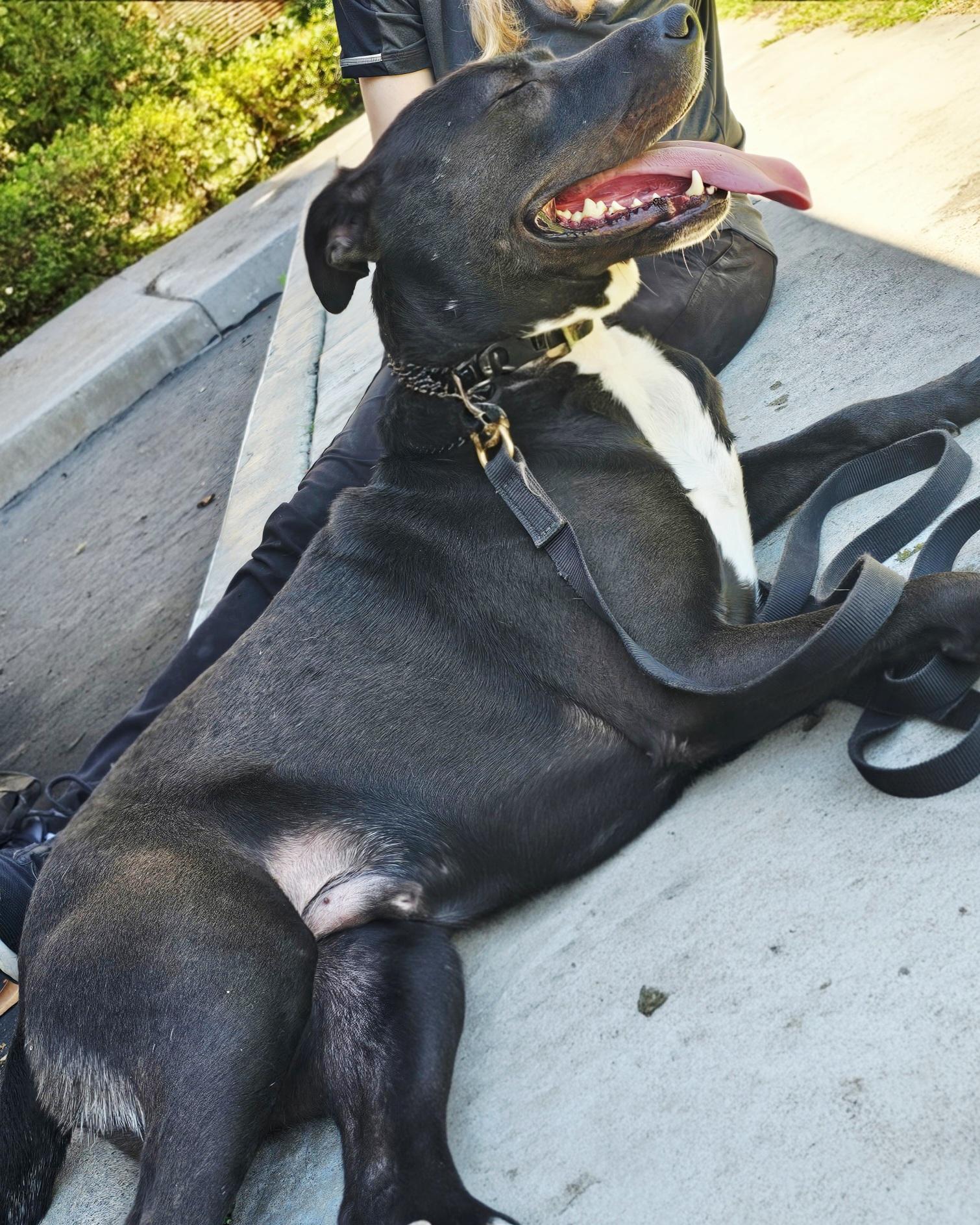 Enlarge Benz professionally trained, a Adoptable mixed breed in San Diego, CA image 1/4