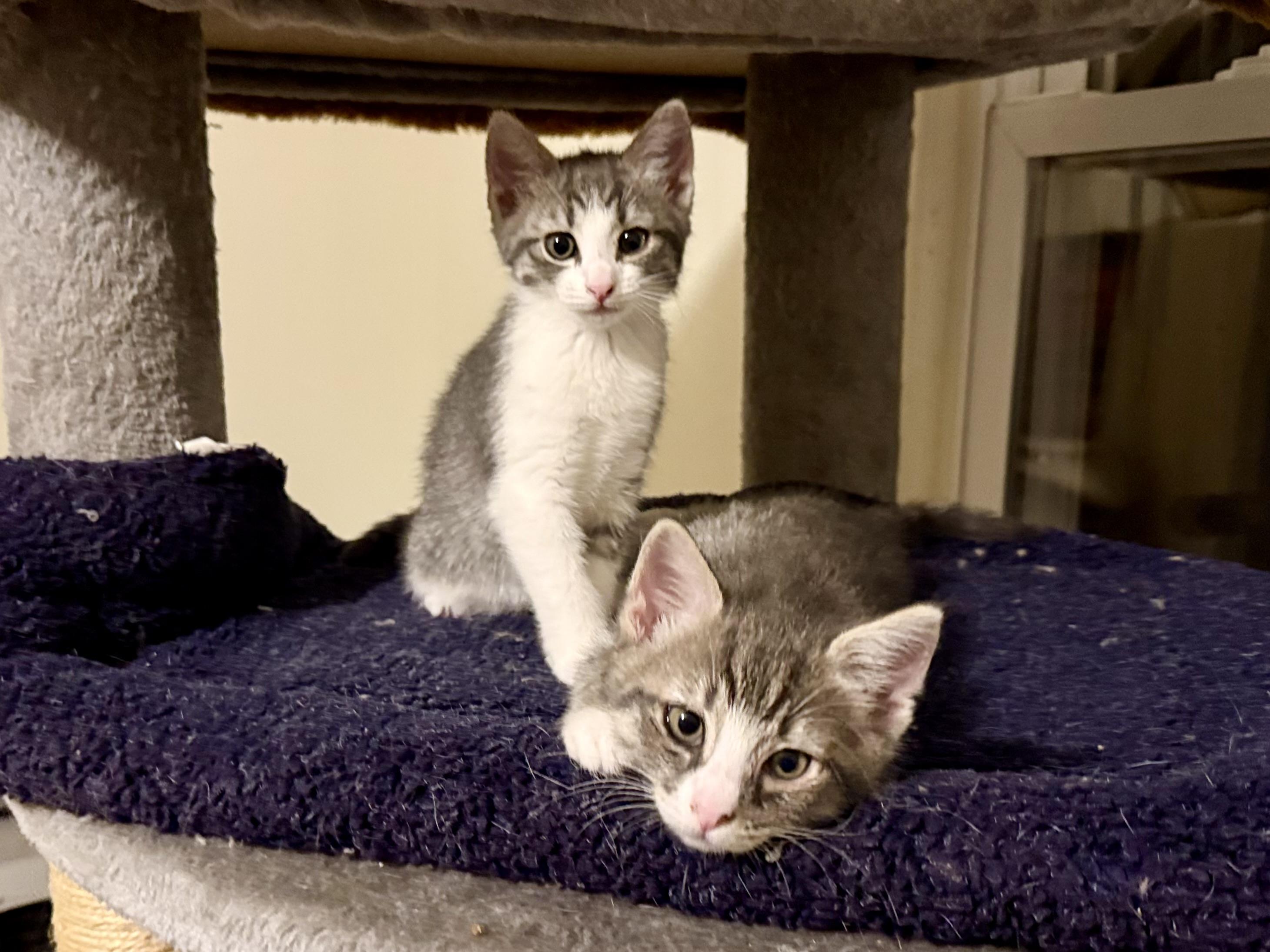Leia and Leena, adopted, Kitten Female Domestic Short Hair.