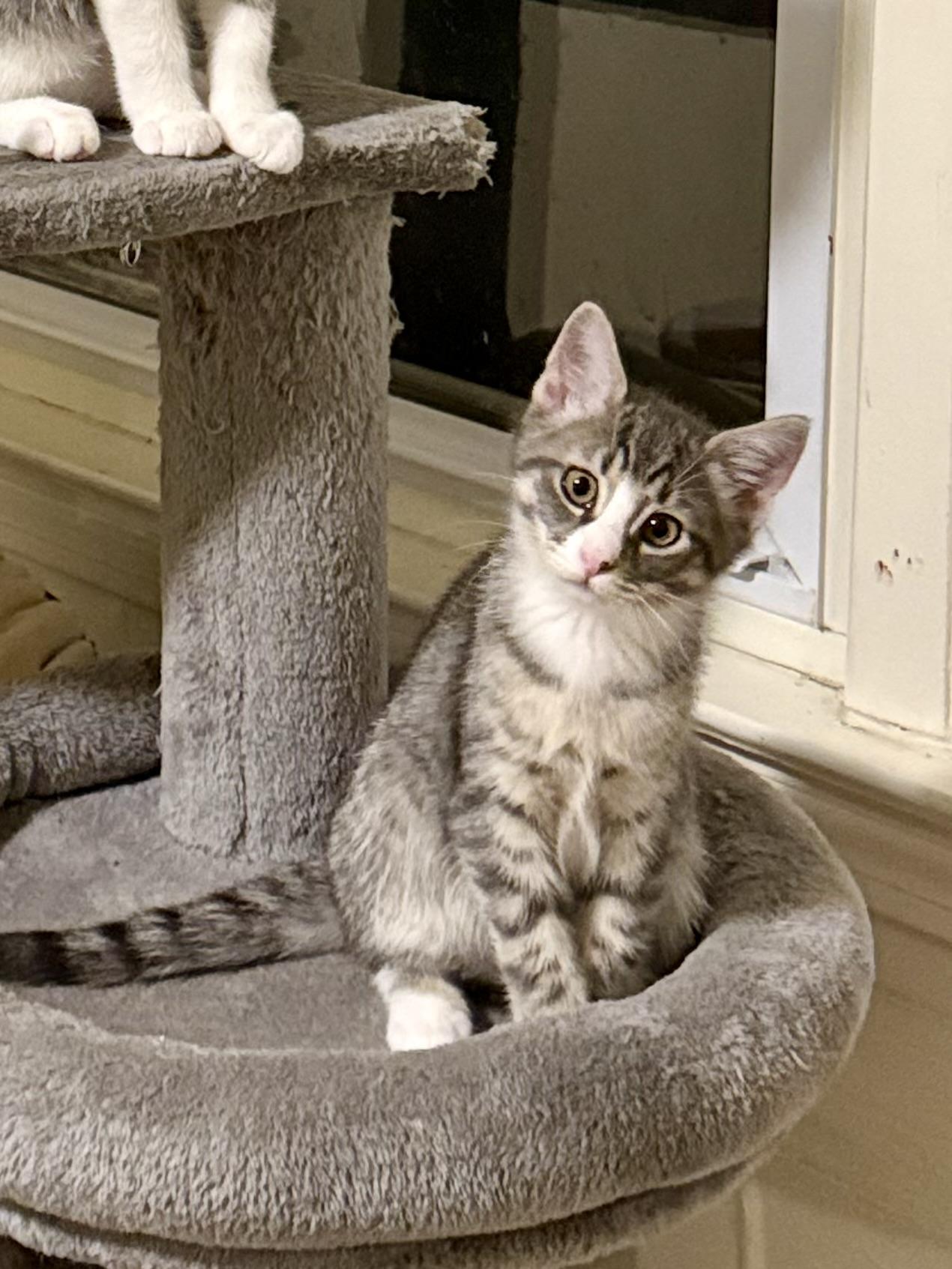 Enlarge Leia and Leena, an adopted mixed breed in Woodbury, CT image 5/6