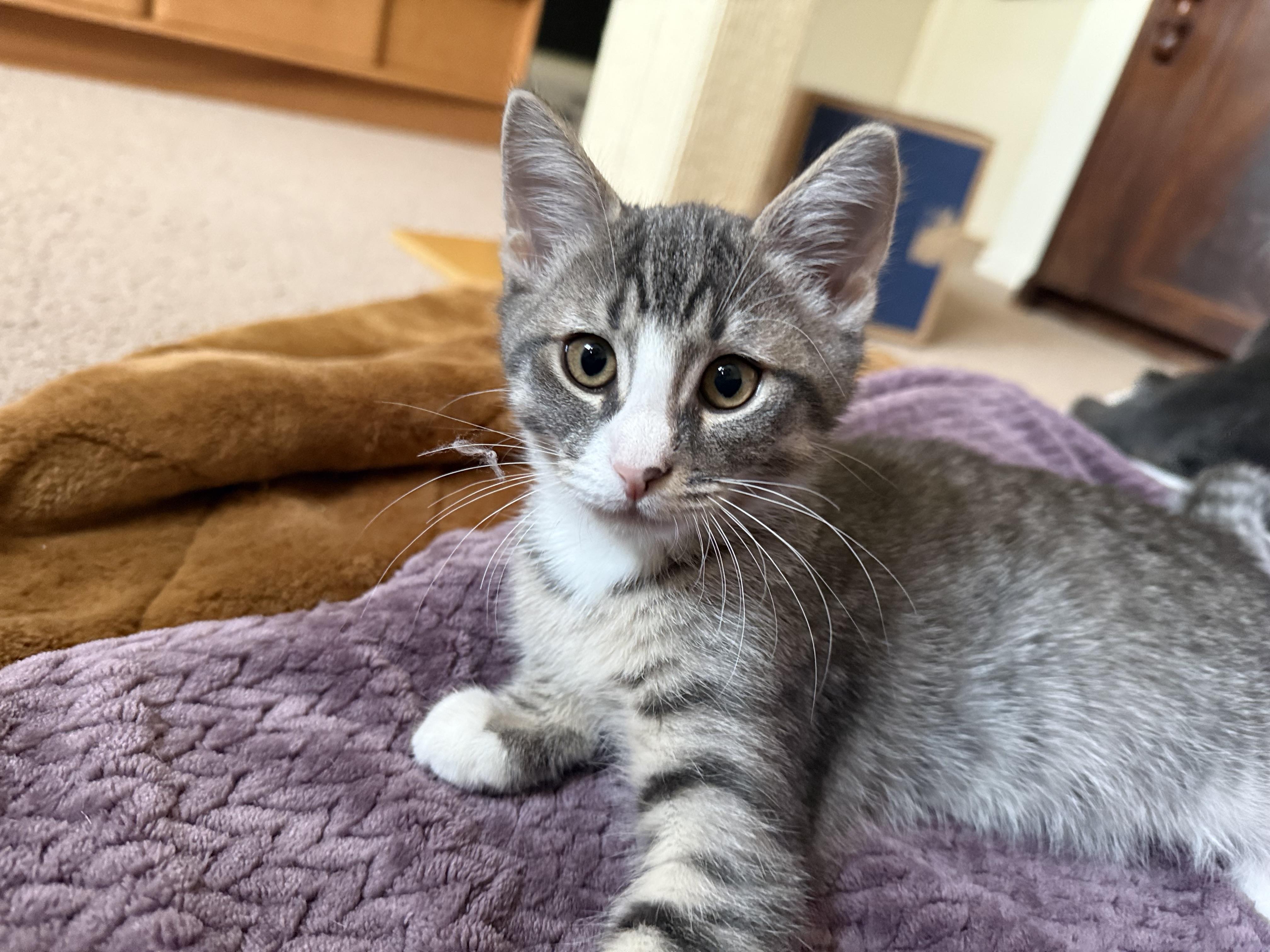 Enlarge Leia and Leena, an adopted mixed breed in Woodbury, CT image 4/6