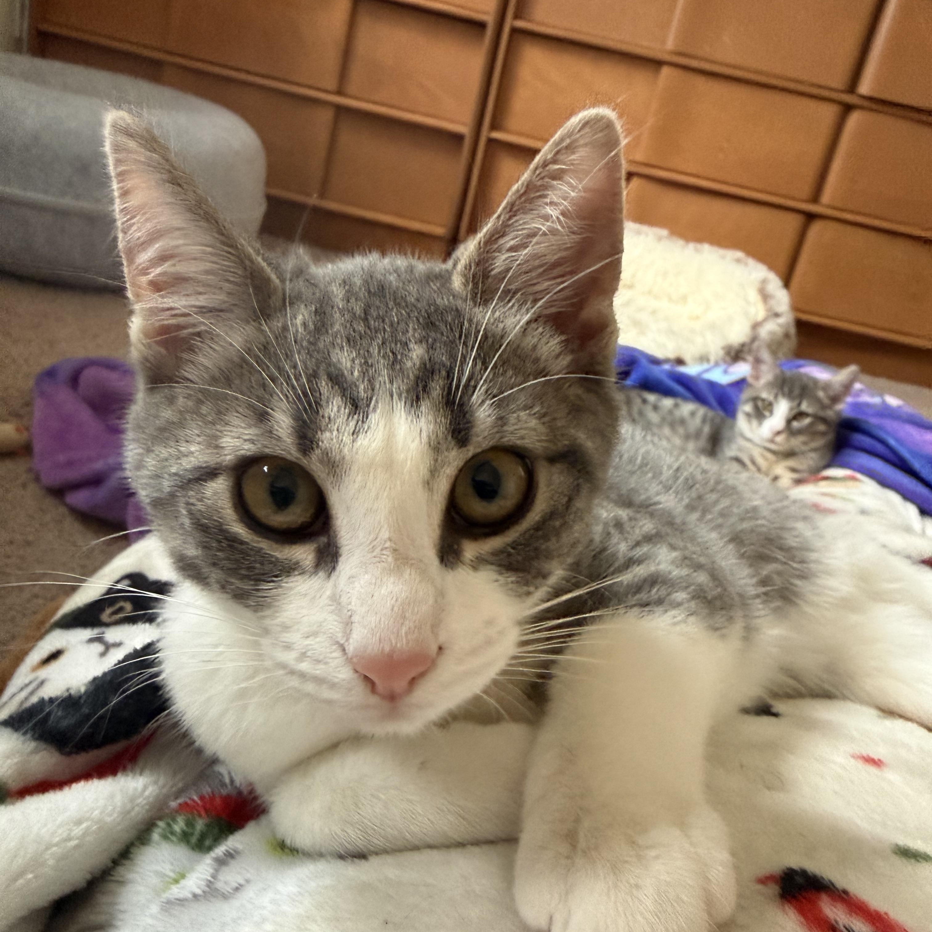 Enlarge Leia and Leena, an adopted mixed breed in Woodbury, CT image 2/6