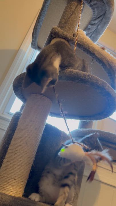 Enlarge Leia and Leena, an adopted mixed breed in Woodbury, CT video 3/6