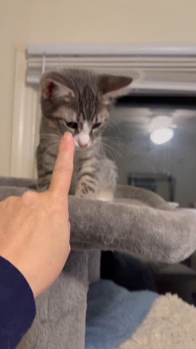 Enlarge Leia and Leena, an adopted mixed breed in Woodbury, CT video 6/6