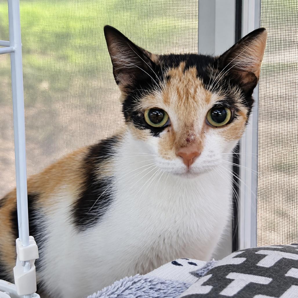 Enlarge Maybe it's Maybelline, a Adoptable Domestic Short Hair in Boerne, TX image 1/6