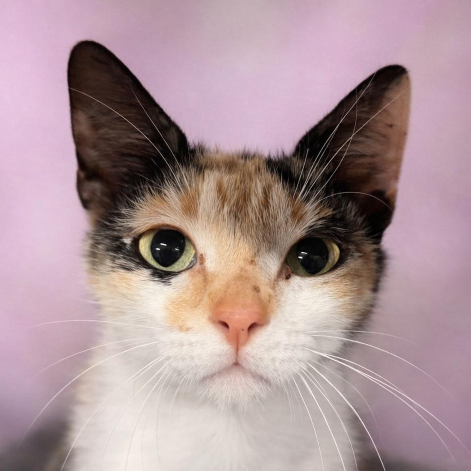 Enlarge Maybe it's Maybelline, a Adoptable Domestic Short Hair in Boerne, TX image 2/6