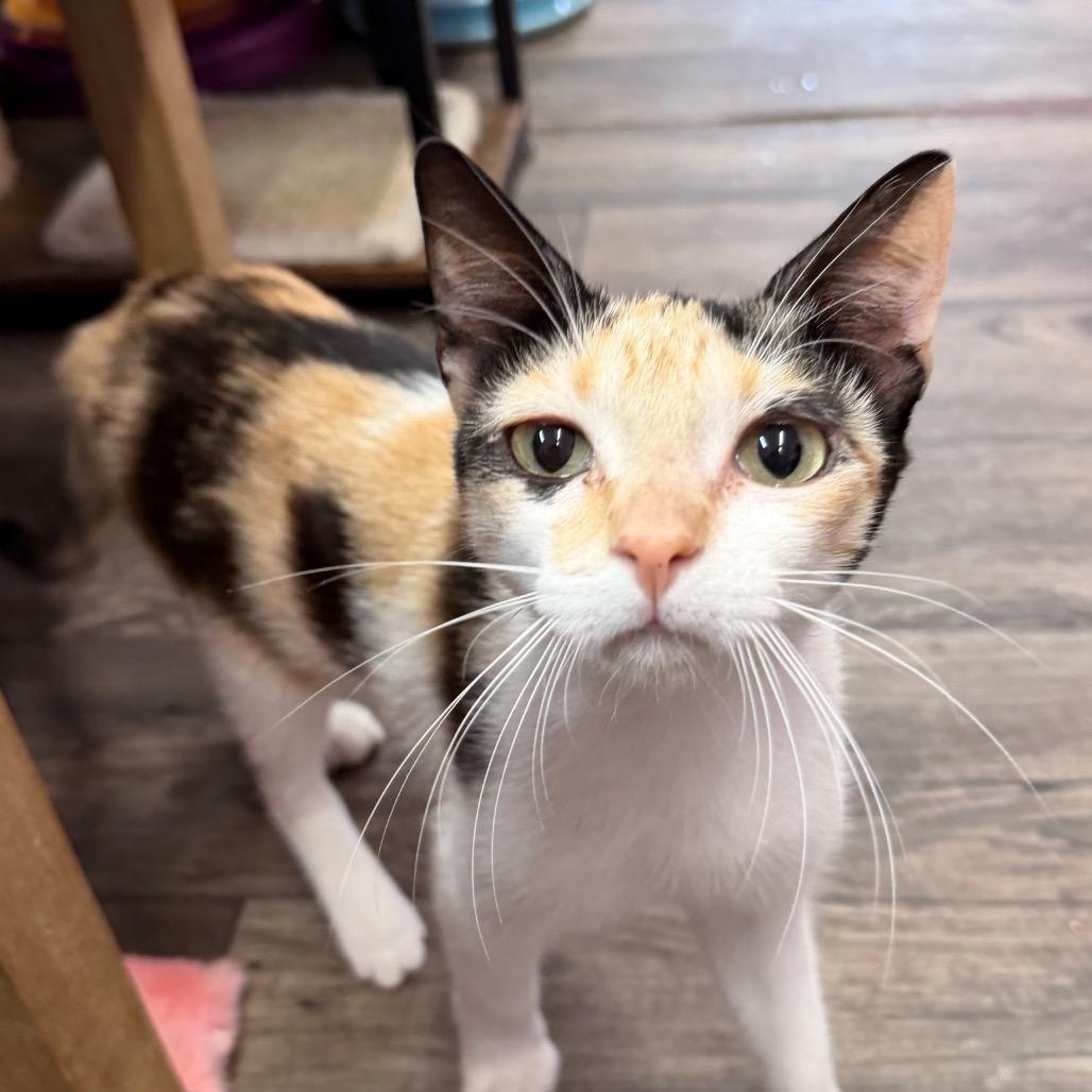 Maybe it's Maybelline, Adoptable, Young Female Domestic Short Hair.