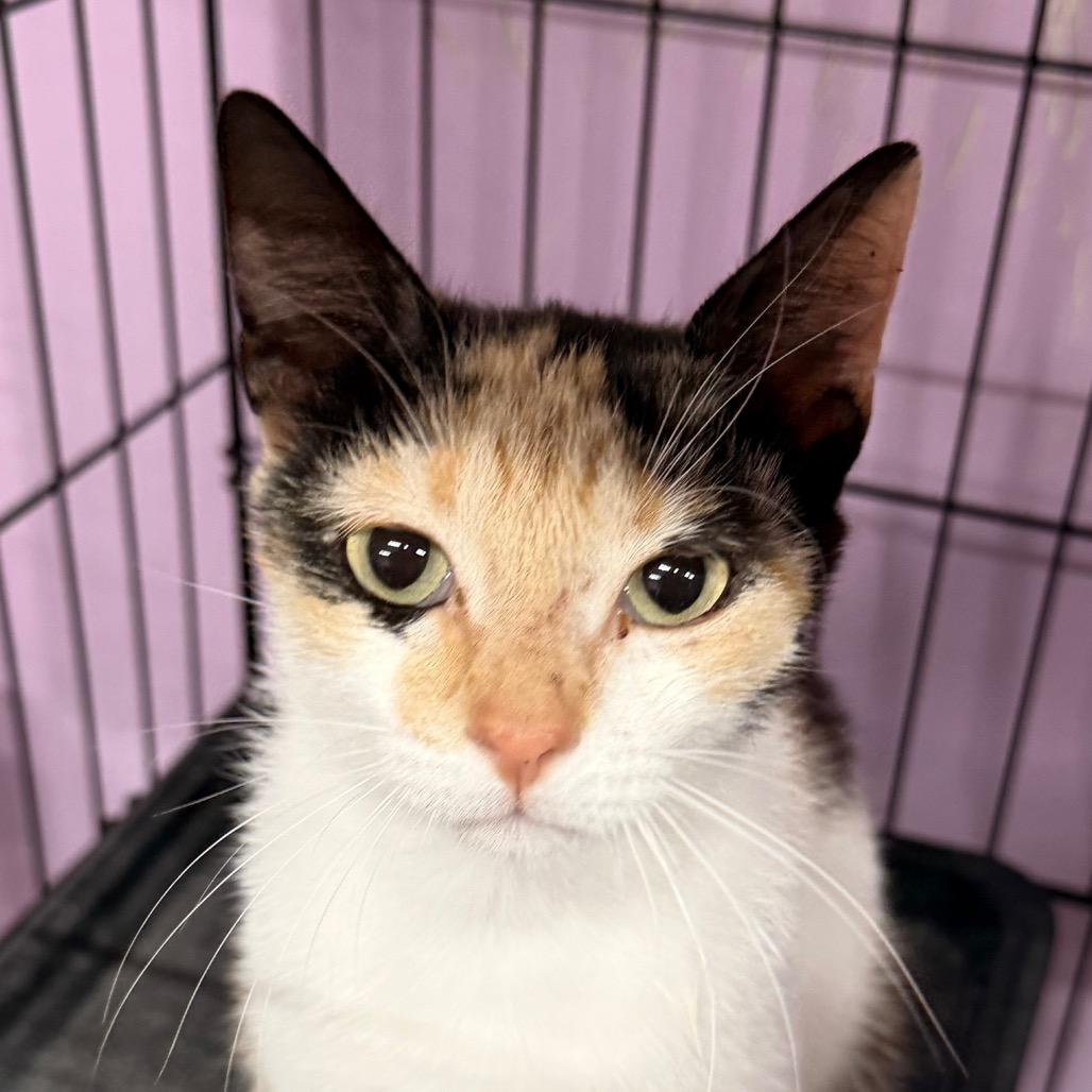 Maybe it's Maybelline, Adoptable, Young Female Domestic Short Hair.