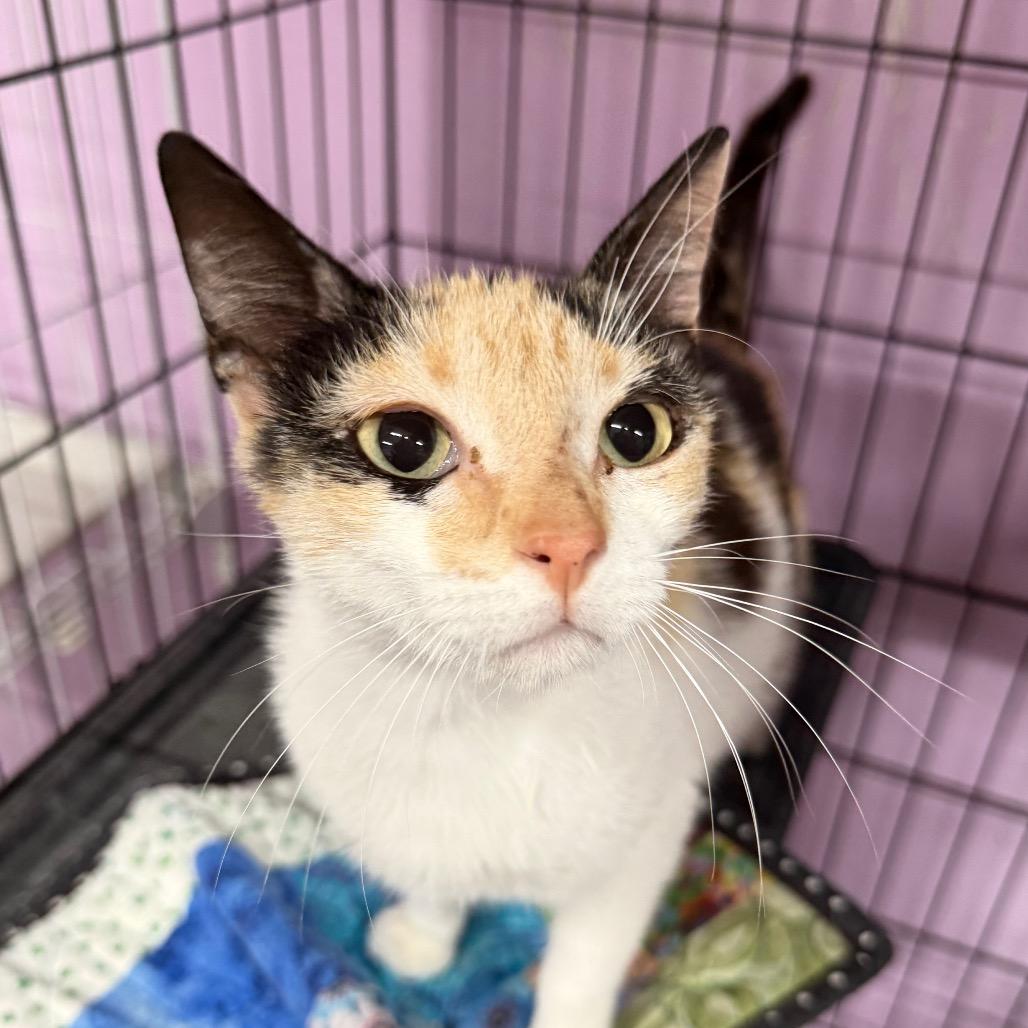 Enlarge Maybe it's Maybelline, a Adoptable Domestic Short Hair in Boerne, TX image 3/6