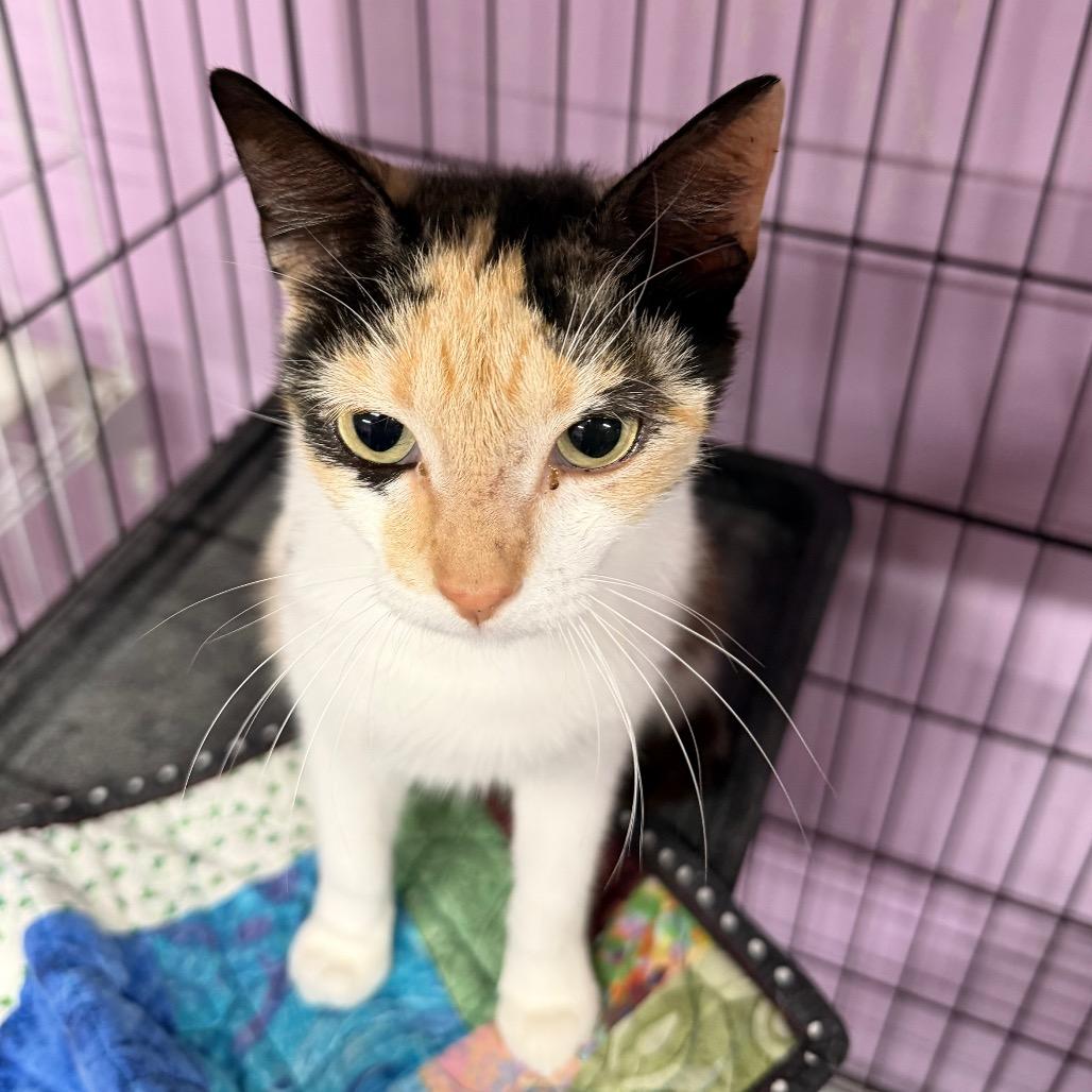 Enlarge Maybe it's Maybelline, a Adoptable Domestic Short Hair in Boerne, TX image 3/6