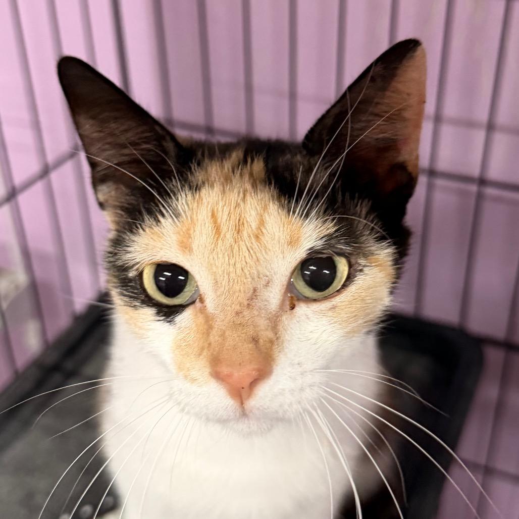 Enlarge Maybe it's Maybelline, a Adoptable Domestic Short Hair in Boerne, TX image 4/6