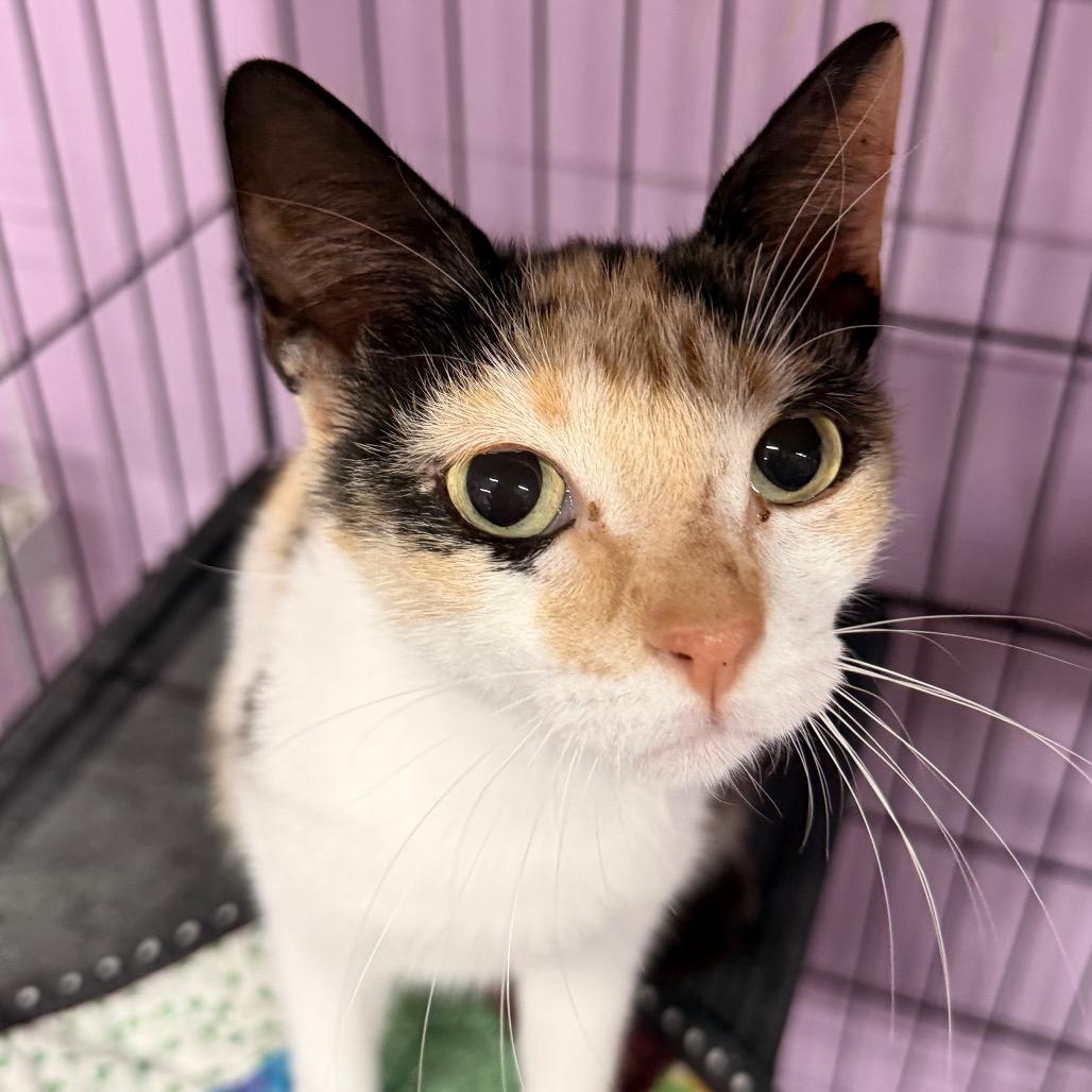 Enlarge Maybe it's Maybelline, a Adoptable Domestic Short Hair in Boerne, TX image 5/6
