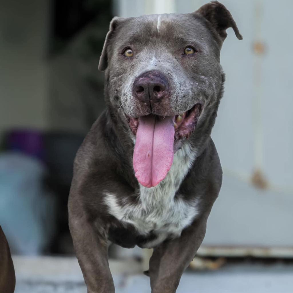 Buddy, a Adoptable Mixed Breed in Frederiksted, VI image 2/6