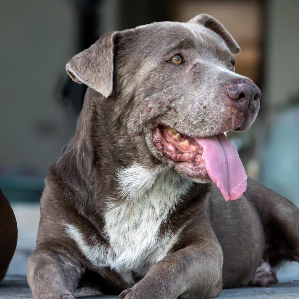 Buddy, a Adoptable Mixed Breed in Frederiksted, VI image 6/6