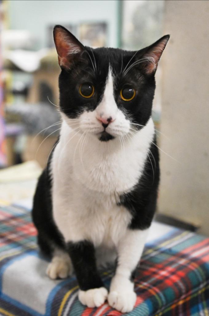 Scar, Adopted, Adult Male Domestic Short Hair.
