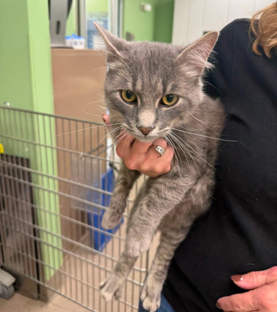 Enlarge Kathmandu, a Adoptable mixed breed in La Porte, IN image 1/1