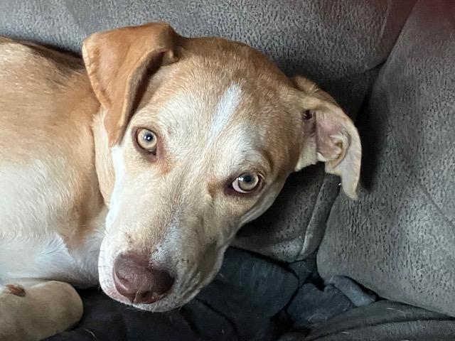 Enlarge Luna, a Adoptable mixed breed in Cincinnati, OH image 1/3