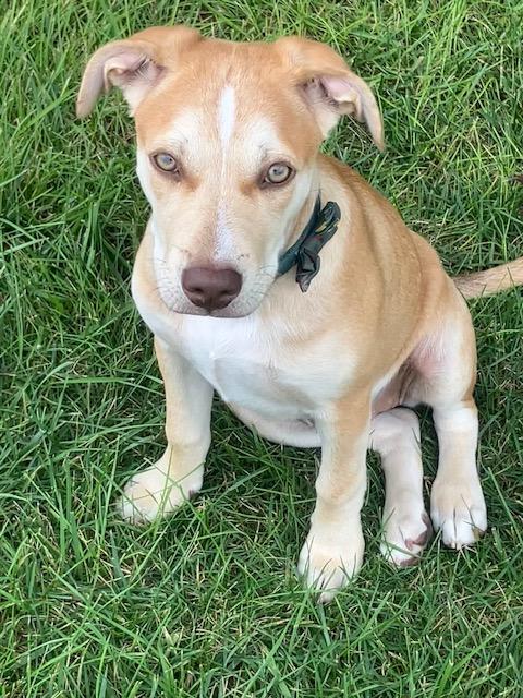 Enlarge Luna, a Adoptable mixed breed in Cincinnati, OH image 2/3