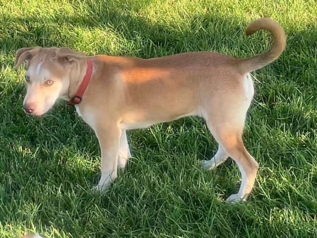 Enlarge Luna, a Adoptable mixed breed in Cincinnati, OH image 3/3