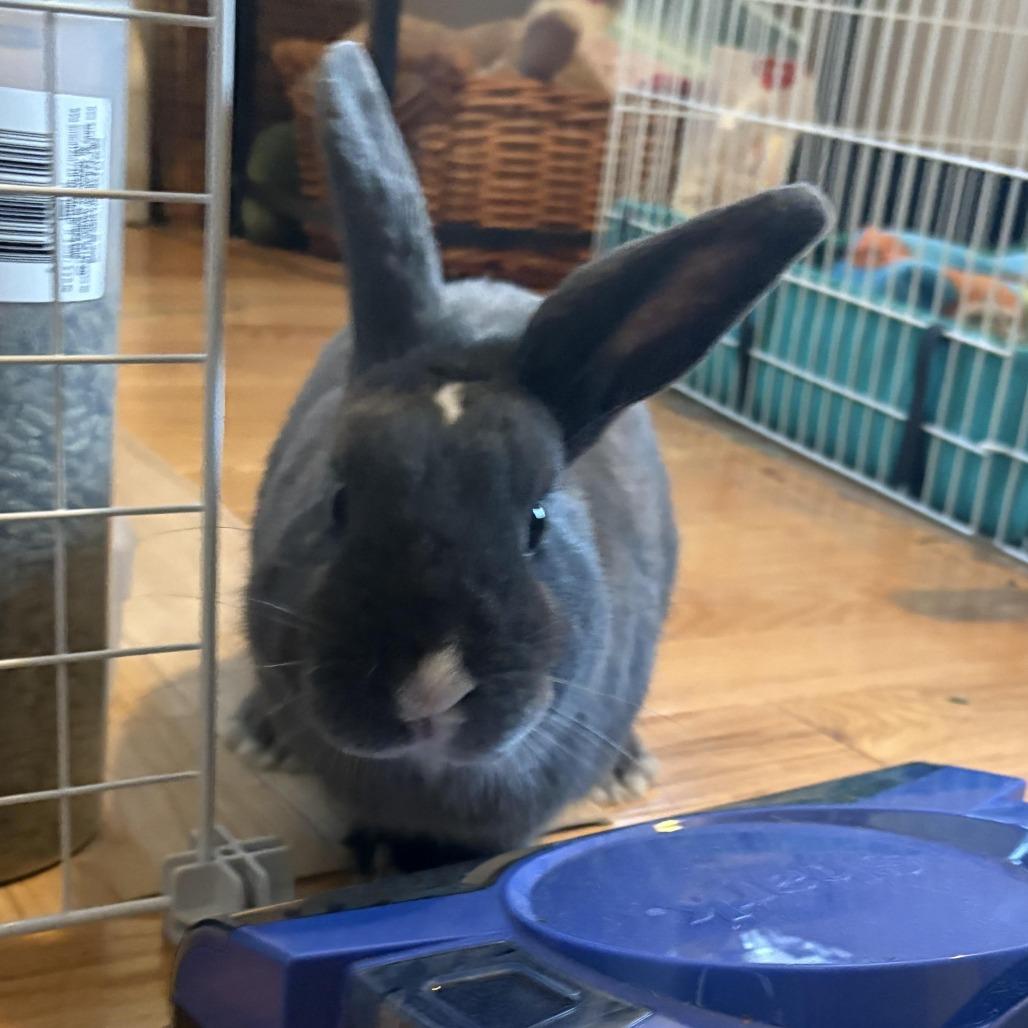 Mark-In Foster 50% off, a Adoptable American in Springfield, MA image 1/5