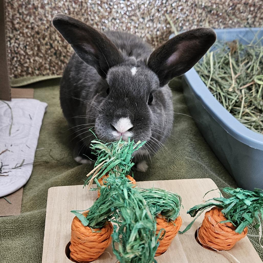 Mark-In Foster 50% off, a Adoptable American in Springfield, MA image 3/5