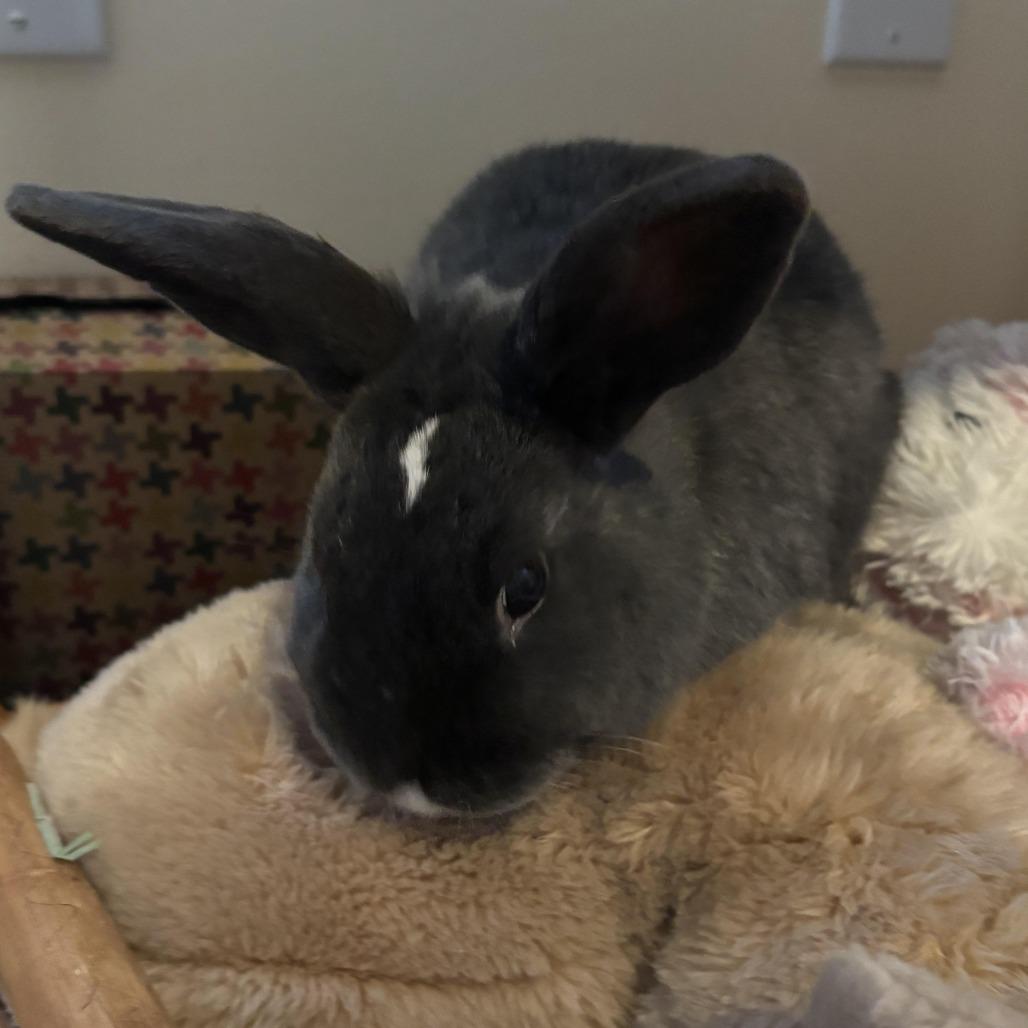 Mark-In Foster 50% off, a Adoptable American in Springfield, MA image 4/5