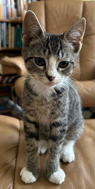 Dylan, Adoptable, Young Male Domestic Short Hair.