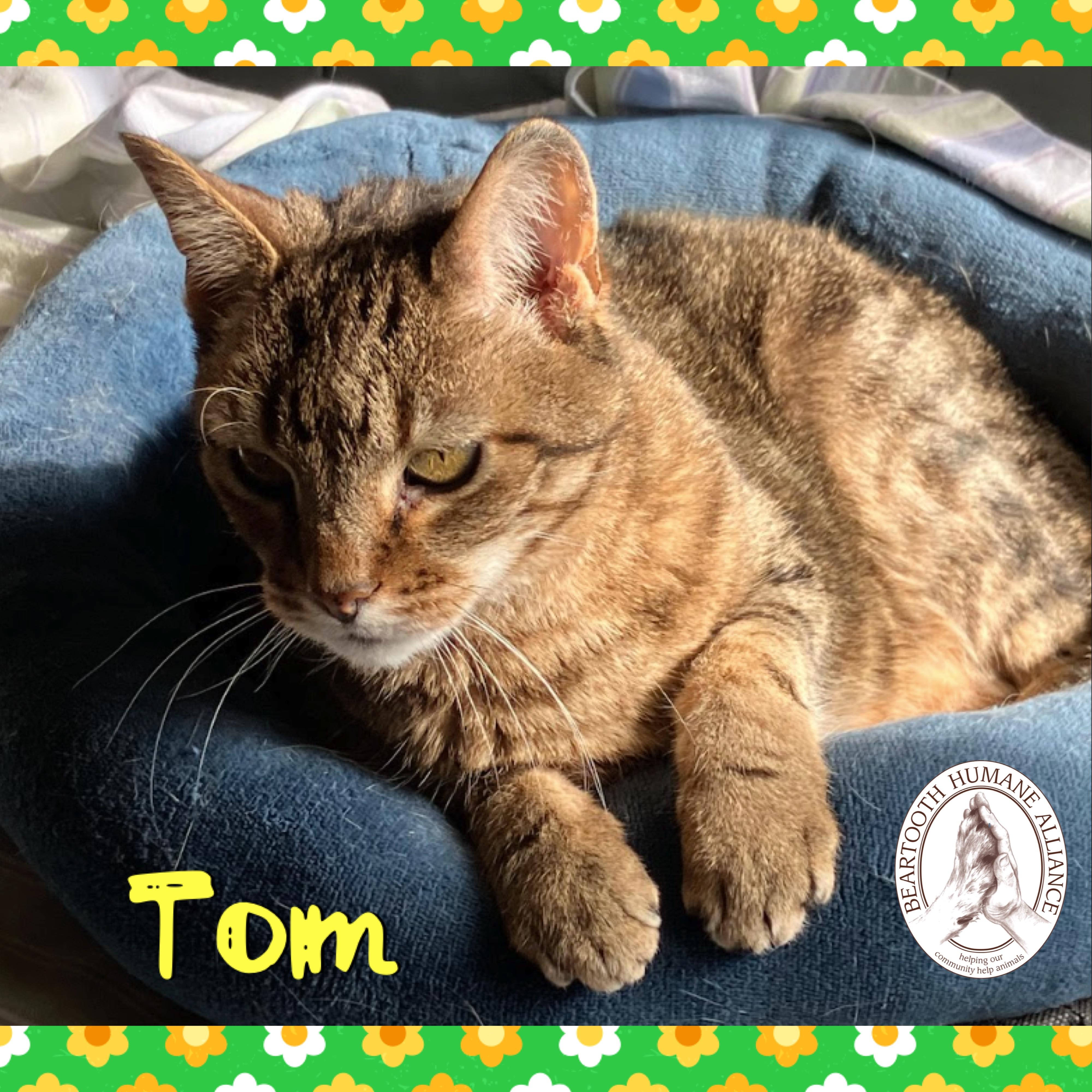 Enlarge Tom, a ADOPTABLE mixed breed in Red Lodge, MT image 3/3
