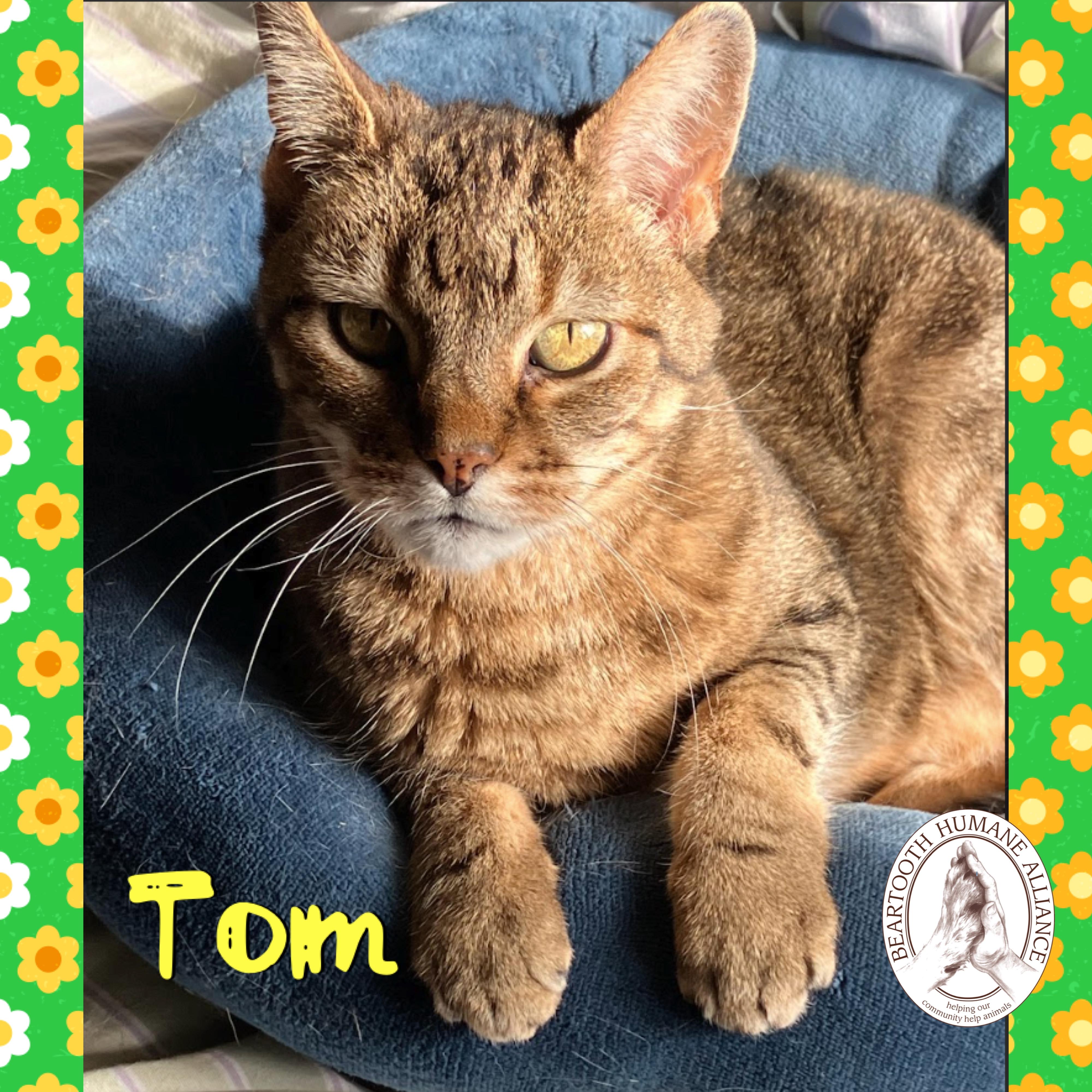 Enlarge Tom, a ADOPTABLE mixed breed in Red Lodge, MT image 1/3
