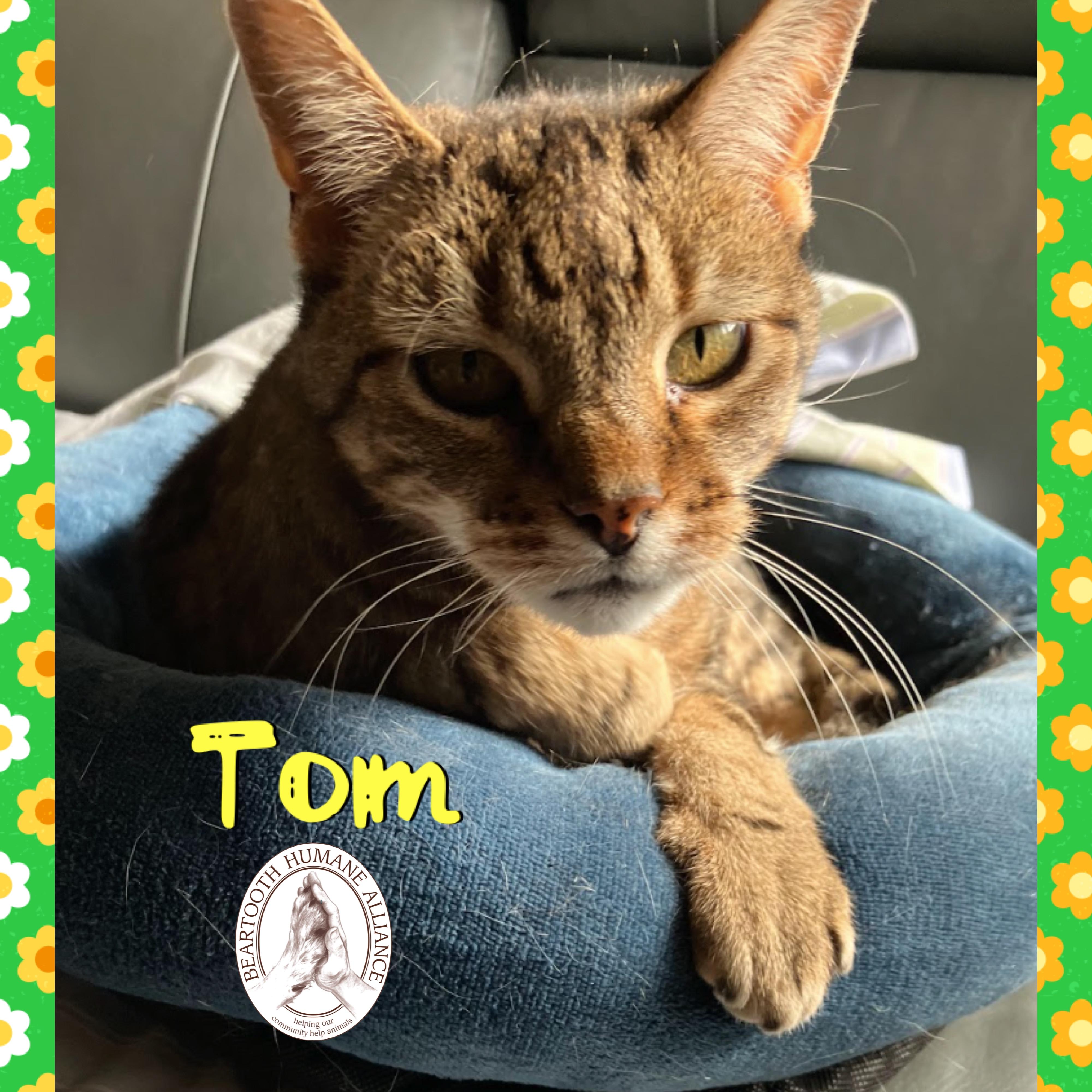 Enlarge Tom, a ADOPTABLE mixed breed in Red Lodge, MT image 2/3