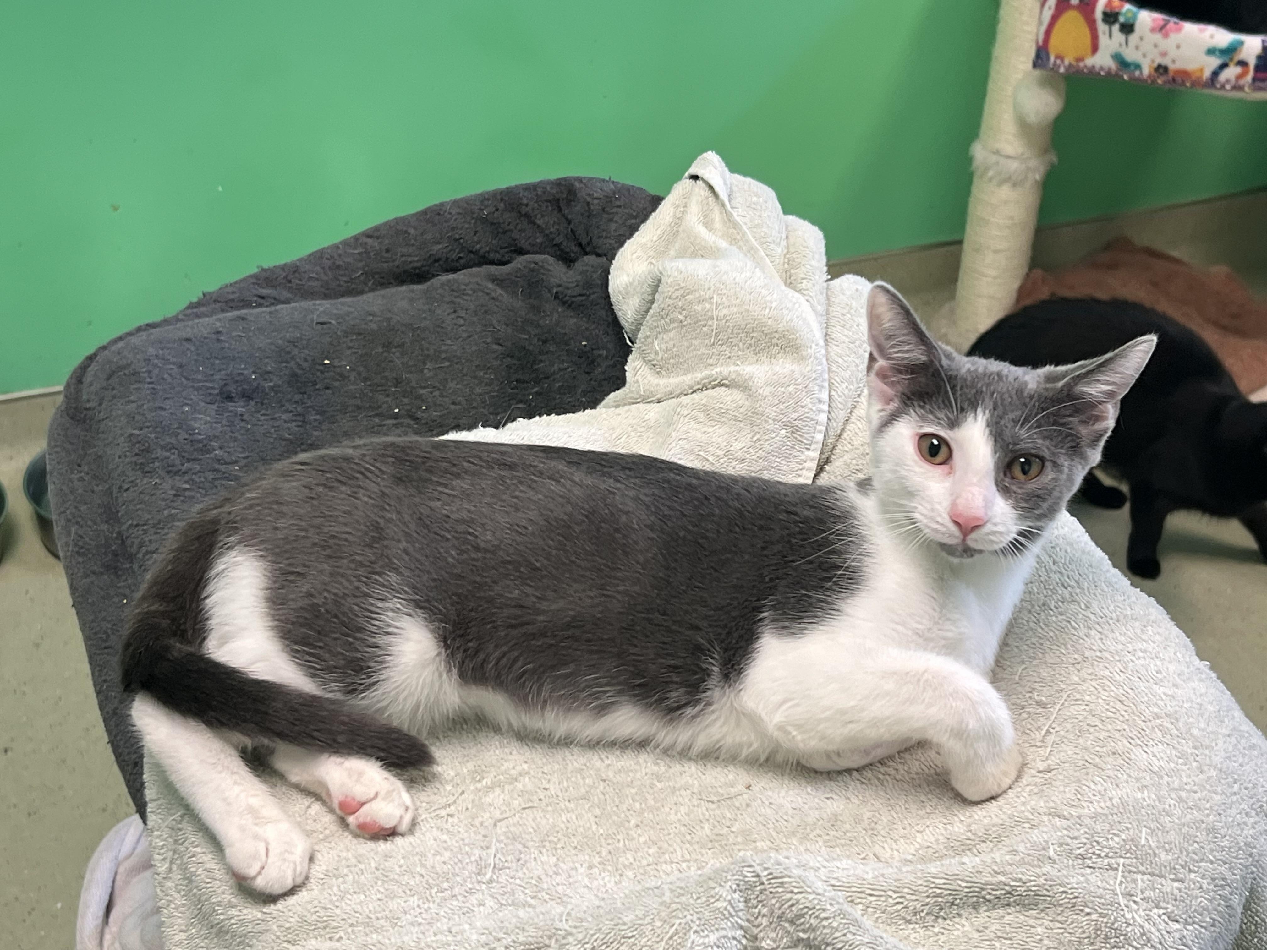 Milky Way, Adoptable, Young Female Domestic Short Hair.