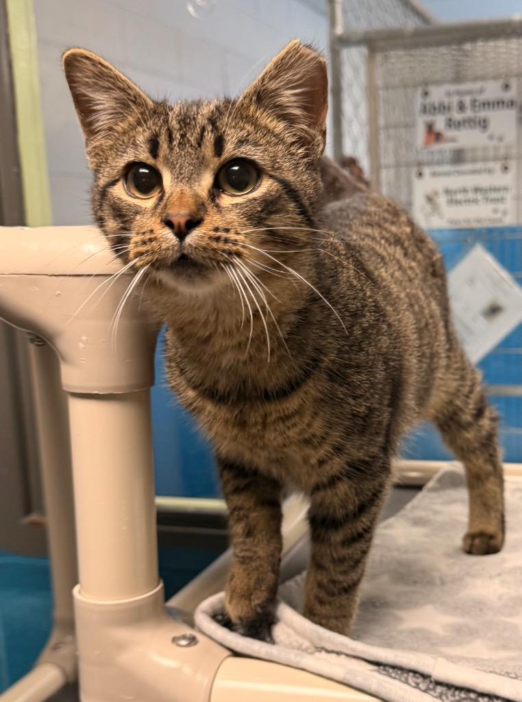 Enlarge Teddy, a Adoptable mixed breed in Defiance, OH image 2/2