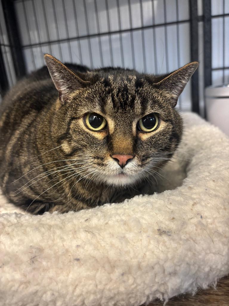 Chester, Adoptable, Senior Male Domestic Short Hair.