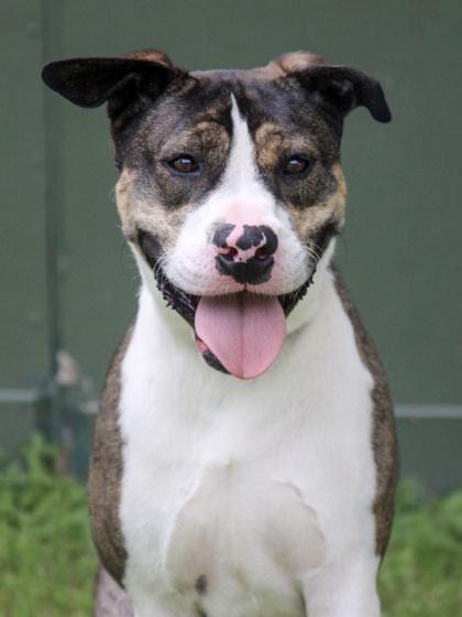 Gambit — thumbnail 2