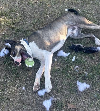 Gambit — thumbnail 3